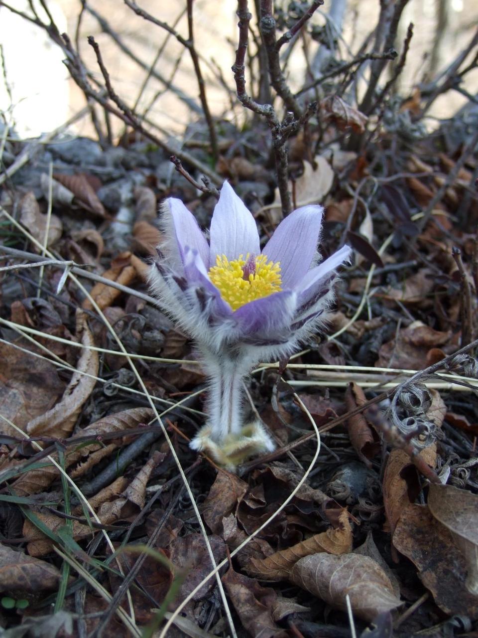 Zaovine Planinski Mir מראה חיצוני תמונה
